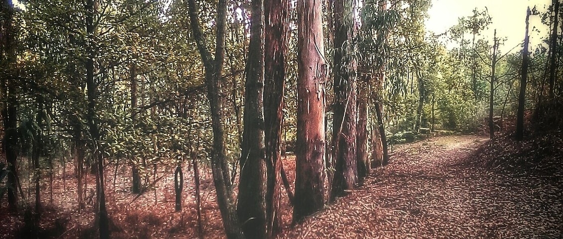 This woodland is the backyard of my house, my private path to the nearest river! #localgem