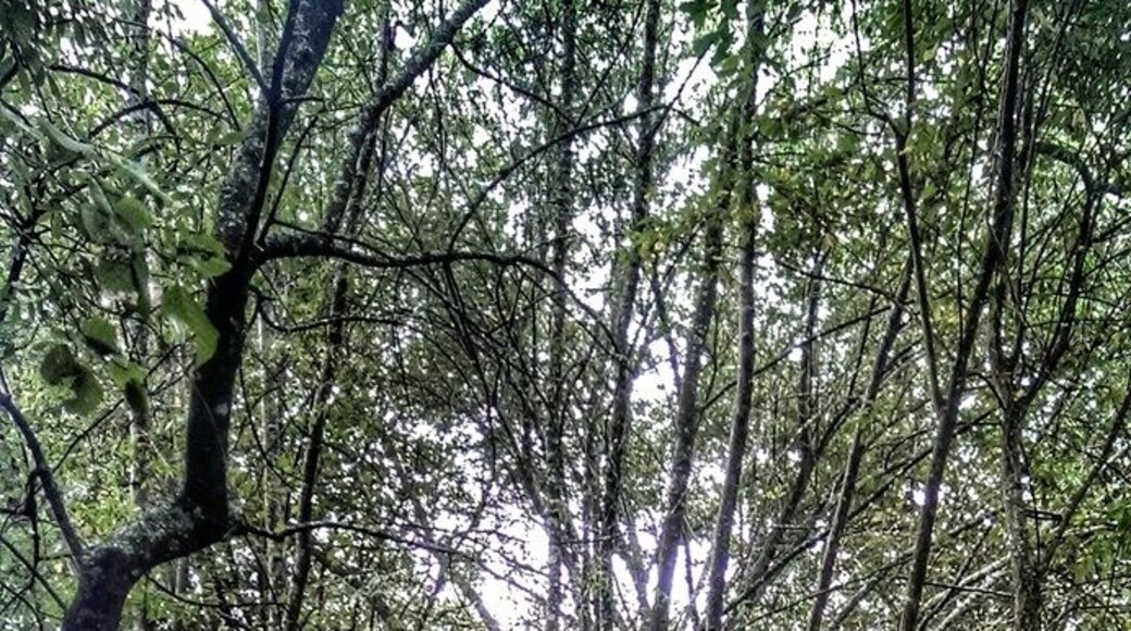 I'm spending a quiet time in Portugal, to reflect and discover a little bit more this amazing country. Here is were I'm spending time, on the backyard of my house, the perfect place to relax