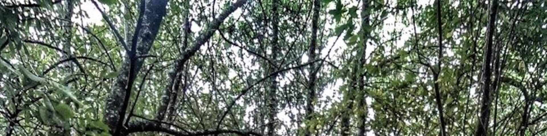 I'm spending a quiet time in Portugal, to reflect and discover a little bit more this amazing country. Here is were I'm spending time, on the backyard of my house, the perfect place to relax