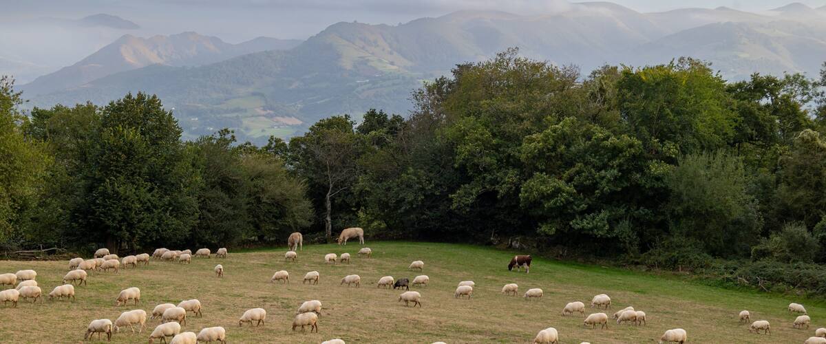 A grassy field with a herd of sheep grazing, surrounded by trees and mountains in the background.