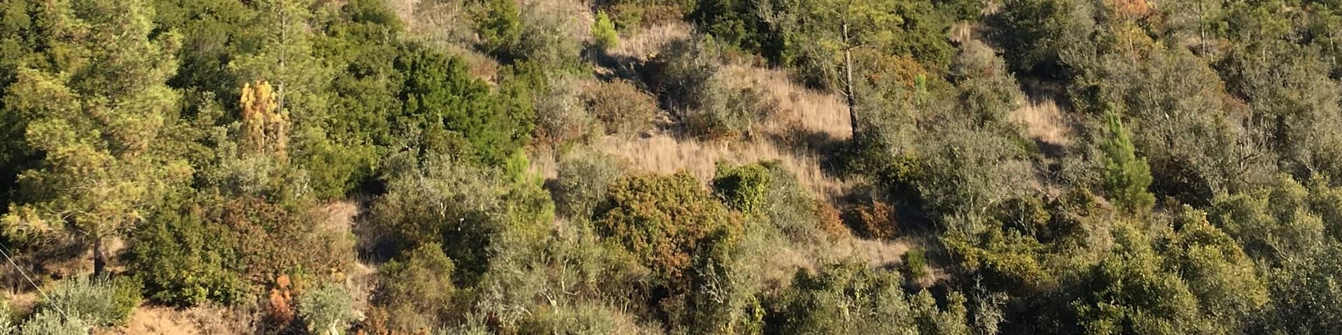 Castle of Ourém from the road