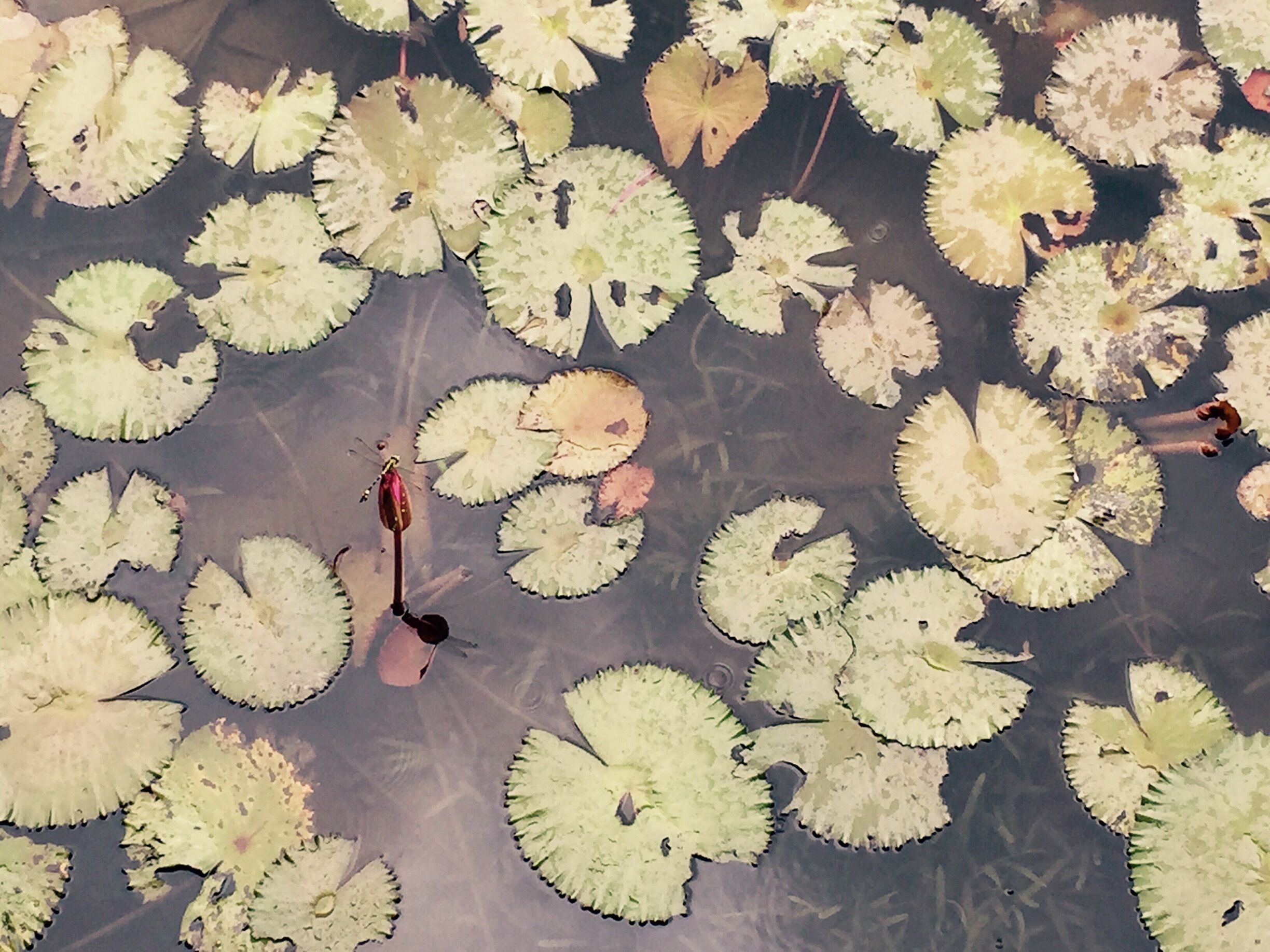Lotus Flower & Dragon Fly 蓮花和蜻蜓 @順峰山公園 