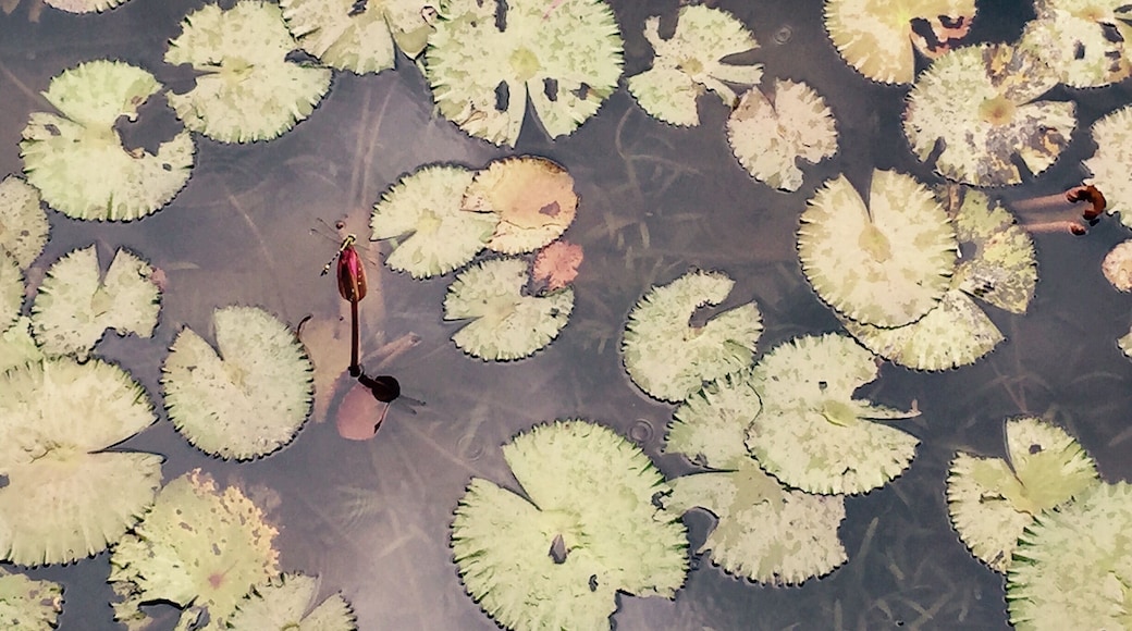 Lotus Flower & Dragon Fly 蓮花和蜻蜓 @順峰山公園