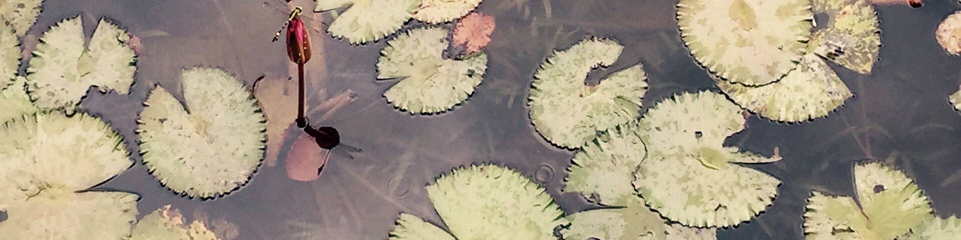 Lotus Flower & Dragon Fly 蓮花和蜻蜓 @順峰山公園