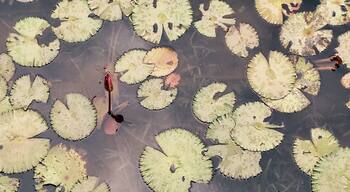 Lotus Flower & Dragon Fly 蓮花和蜻蜓 @順峰山公園