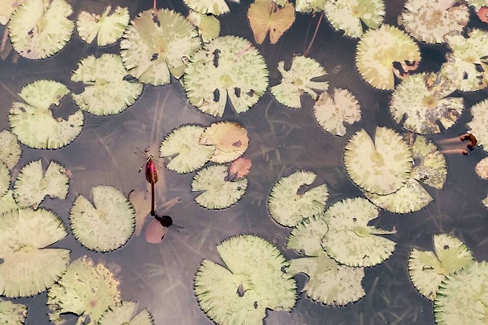 Um lago com nenúfares e uma libélula.