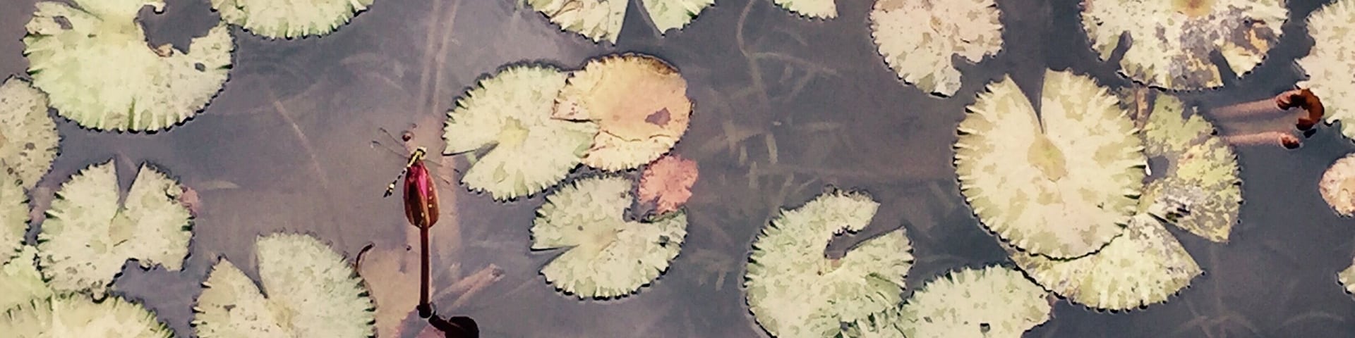Lotus Flower & Dragon Fly 蓮花和蜻蜓 @順峰山公園