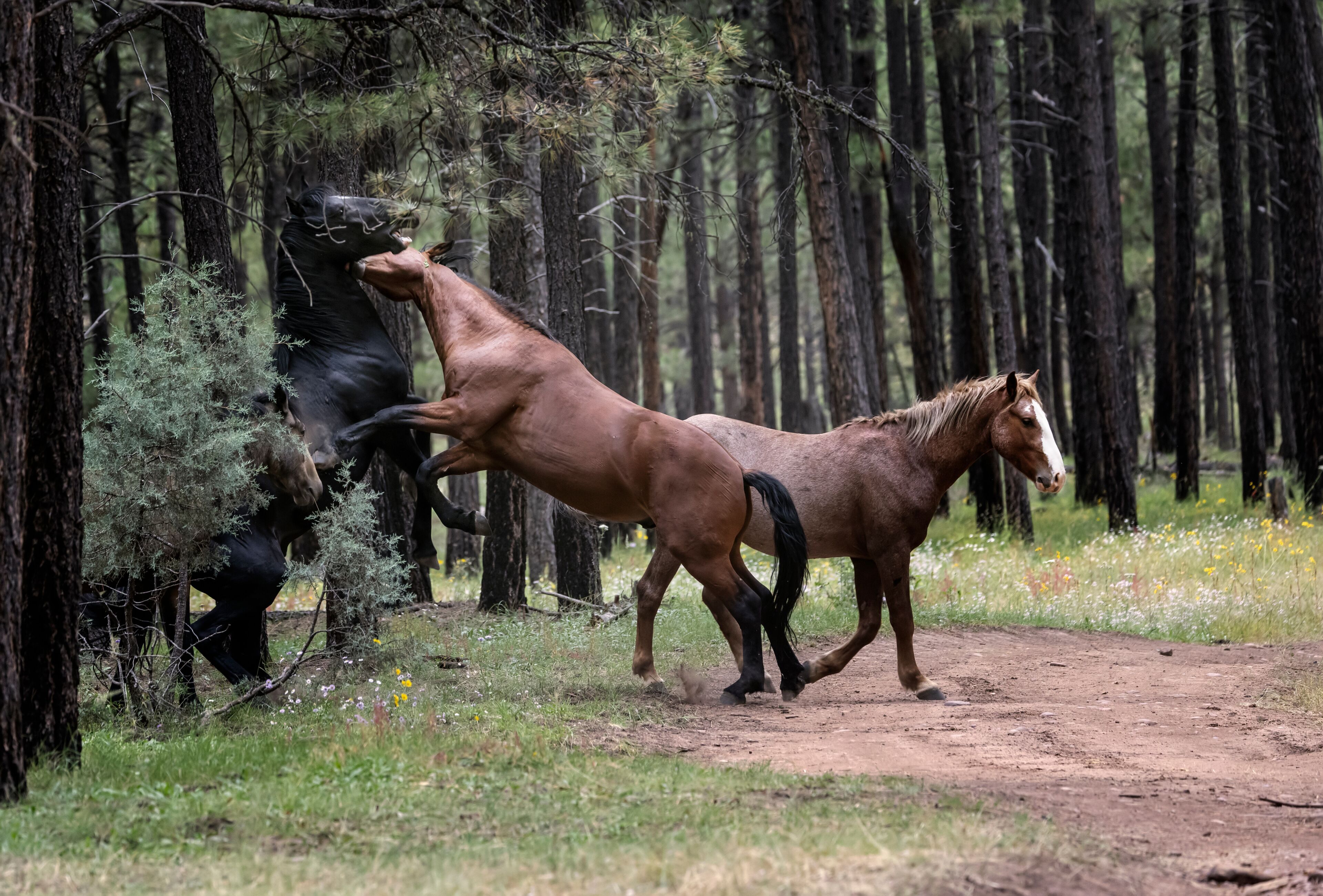Wild Horses Heber Arizona September 2022