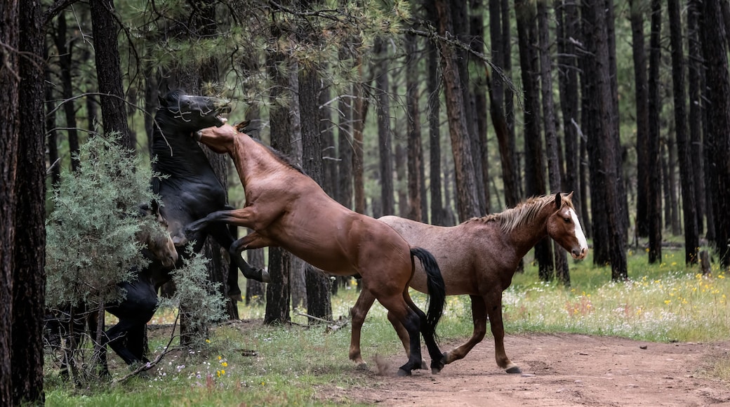 Wild Horses Heber Arizona September 2022