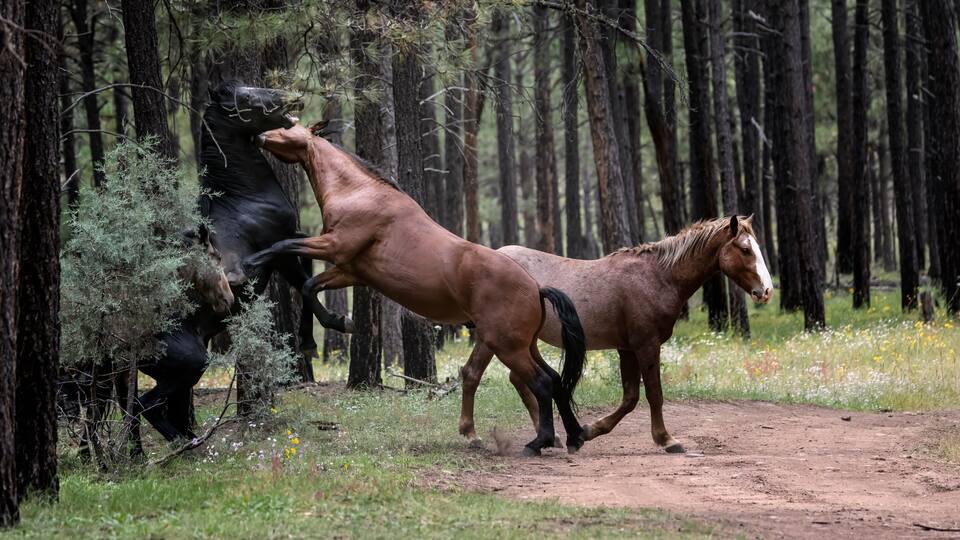 Wild Horses Heber Arizona September 2022