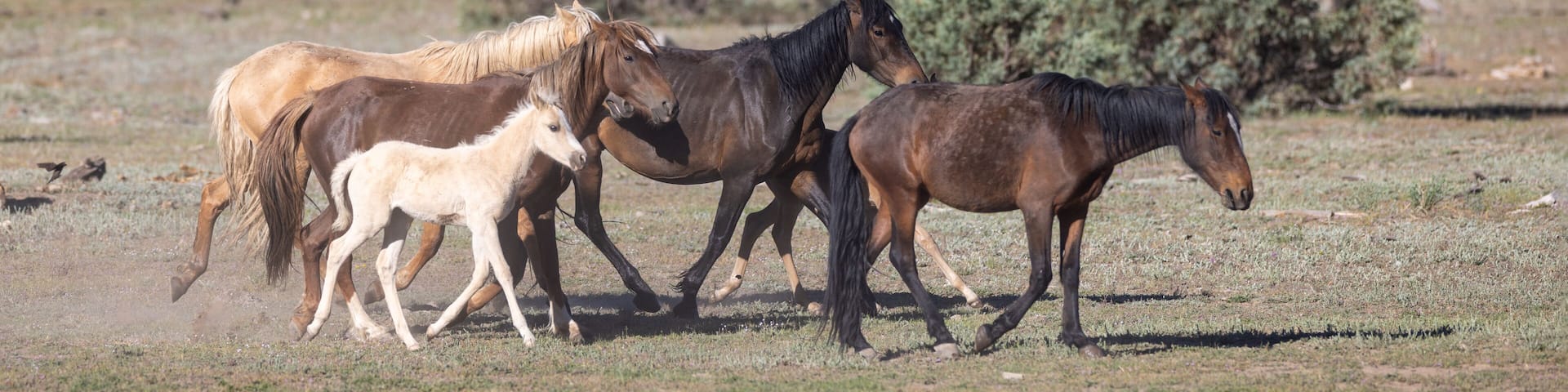 Herd of wild horses with foal running in Apache-Sitgreaves National Forest near Heber Arizona United States