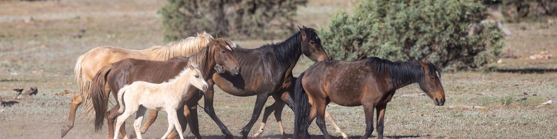 Un grupo de caballos en una pradera seca con árboles dispersos.