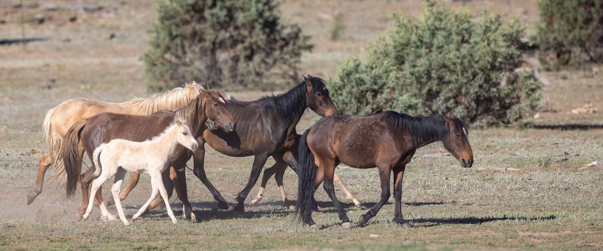 A group of horses in a dry grassland with sparse trees.