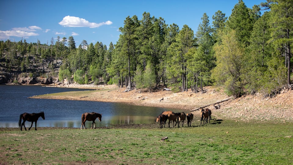 Herd of wild horses at Black Canyon Lake in the Apache Sitgreaves National Forest in Heber Arizona United States