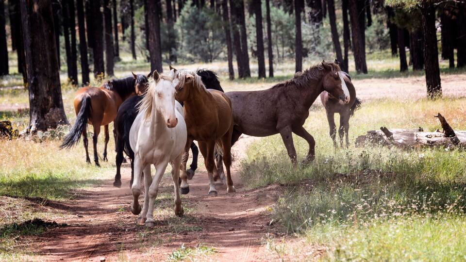 Wild Horses Heber Arizona September 2022