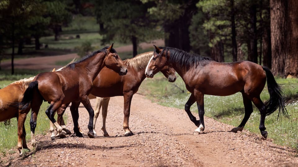 Wild Horses Heber Arizona
