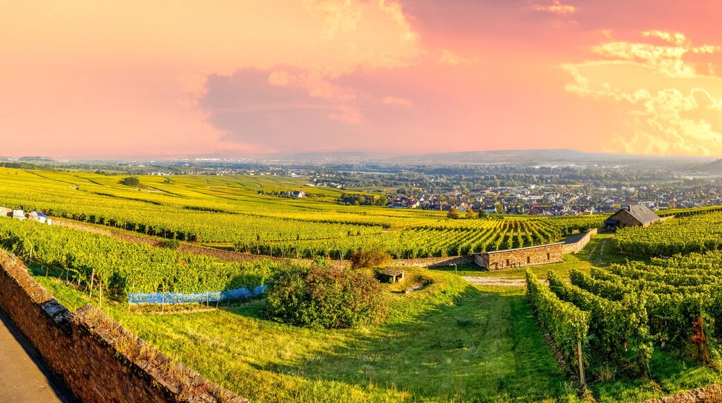 Blick über den Rheingau, Rüdesheim am Rhein, Deutschland