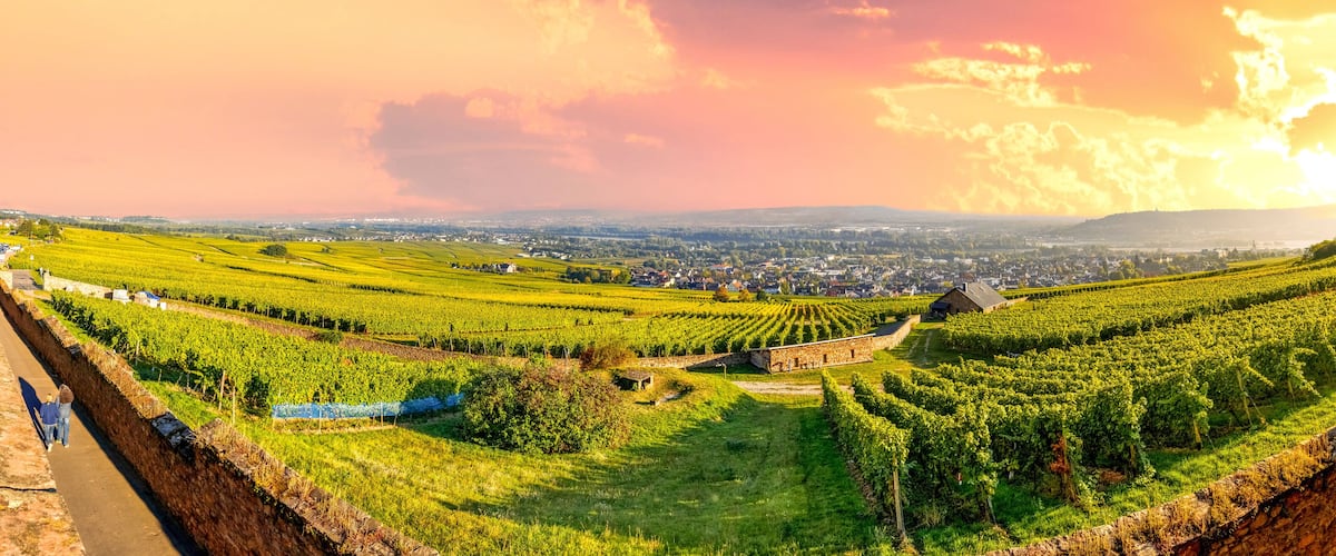 A vineyard with rows of grapevines, a stone wall, and a distant town.