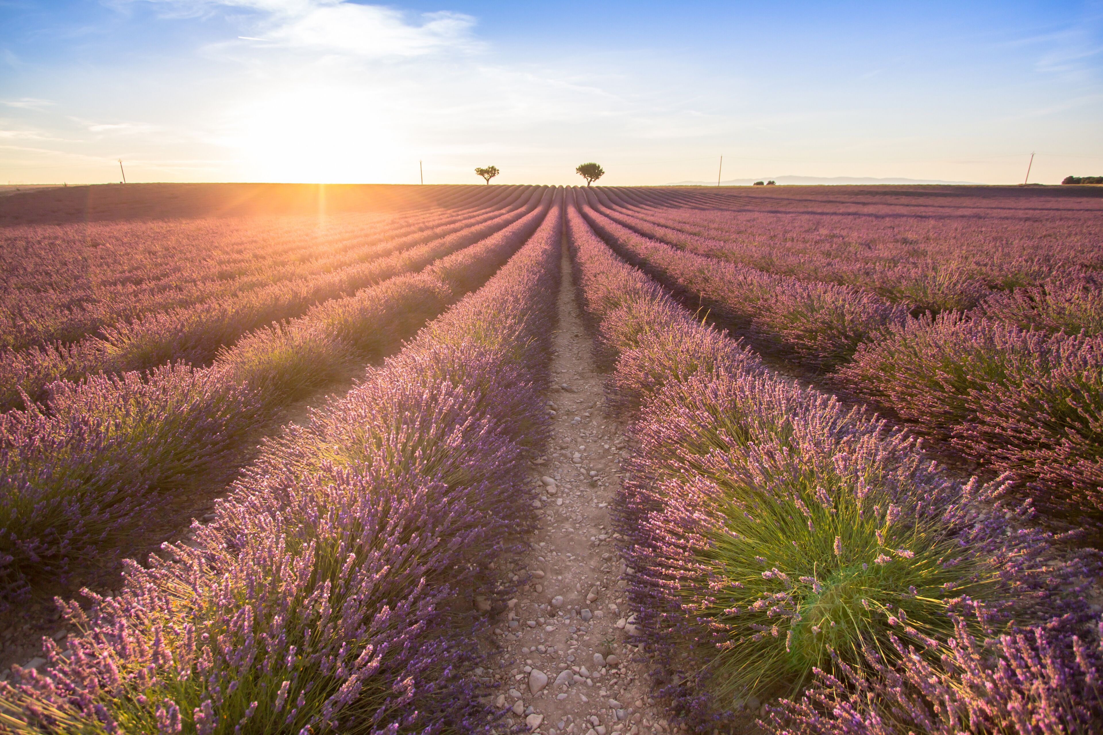 Big lavender field on sunset