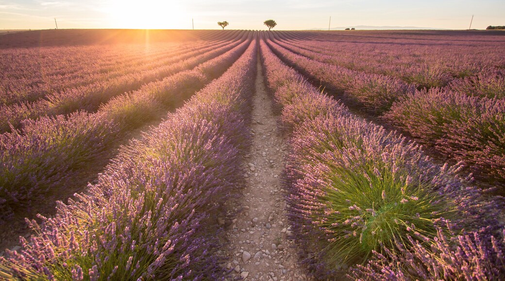 Big lavender field on sunset