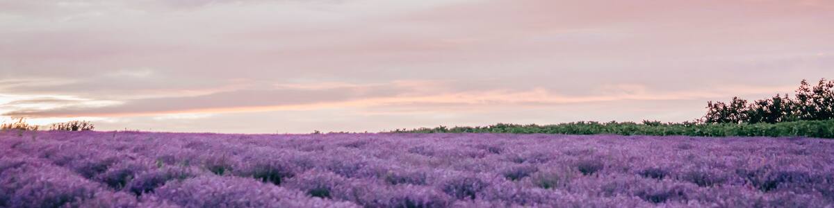 lavender field view
