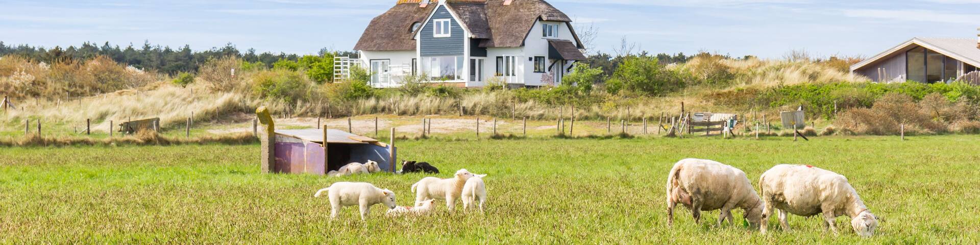 A rural landscape with a house, a field of sheep, and a fence.