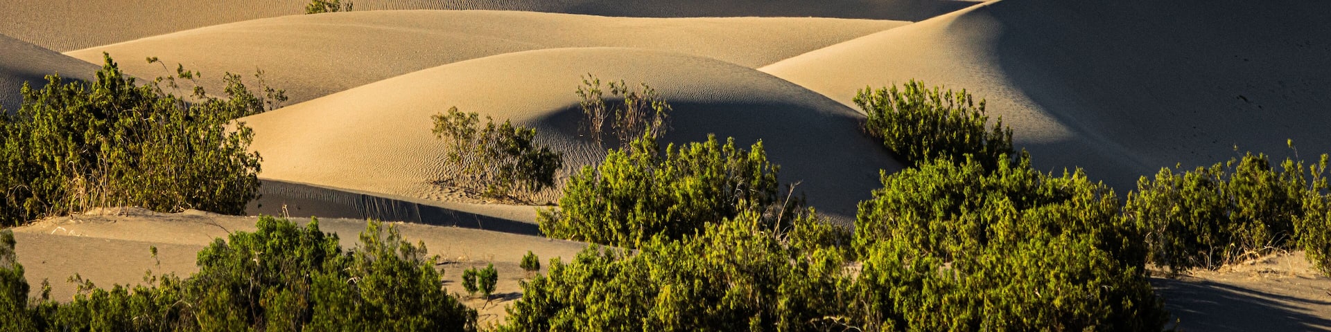 Sand dunes with sparse vegetation in a desert landscape.