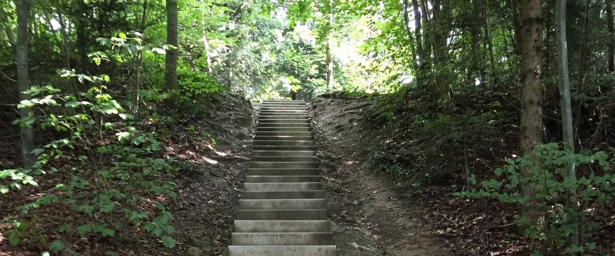 A concrete staircase ascending through a forest.