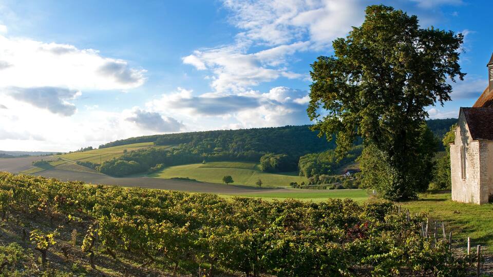 A vineyard, a church, and rolling hills under a partly cloudy sky.