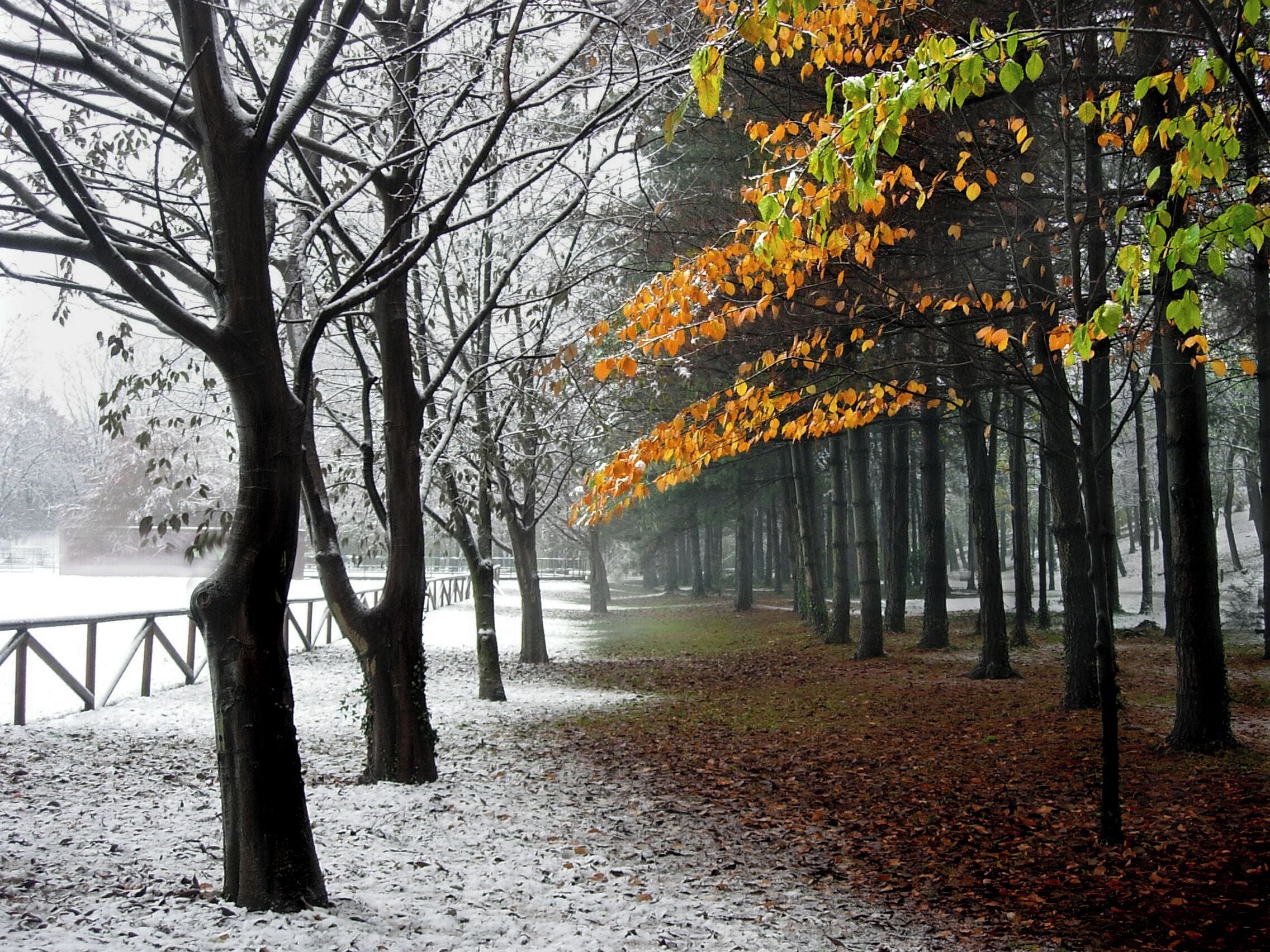 Un parque cubierto de nieve con árboles sin hojas y un sendero.