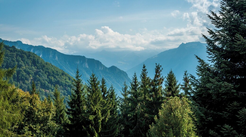 Looking over the fresh pines into the distance at the awesome Swiss Alps.