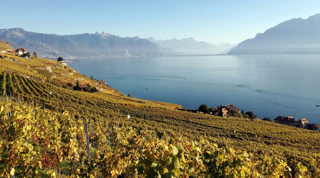If there is one time of the year to visit the Unesco Lavaux Terrasse, it is autumn. There are a bunch of hiking options between Lutry and Vevey with fantastic views on the lake, mountains and vineyards.
#AutumnMagic #Switzerland #Lavaux #Hiking #Lake #LifeatExpedia #Unesco #Vineyards