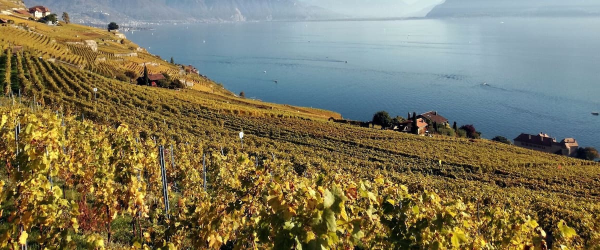 If there is one time of the year to visit the Unesco Lavaux Terrasse, it is autumn. There are a bunch of hiking options between Lutry and Vevey with fantastic views on the lake, mountains and vineyards.  
#AutumnMagic #Switzerland #Lavaux #Hiking #Lake #LifeatExpedia #Unesco #Vineyards