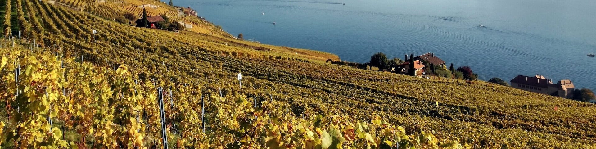 If there is one time of the year to visit the Unesco Lavaux Terrasse, it is autumn. There are a bunch of hiking options between Lutry and Vevey with fantastic views on the lake, mountains and vineyards.
#AutumnMagic #Switzerland #Lavaux #Hiking #Lake #LifeatExpedia #Unesco #Vineyards