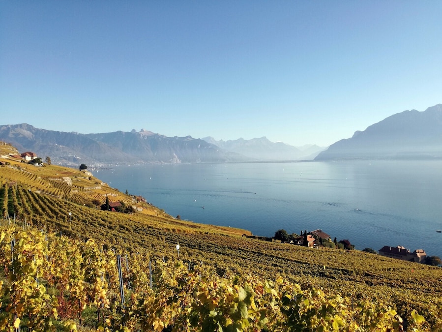 If there is one time of the year to visit the Unesco Lavaux Terrasse, it is autumn. There are a bunch of hiking options between Lutry and Vevey with fantastic views on the lake, mountains and vineyards.
#AutumnMagic #Switzerland #Lavaux #Hiking #Lake #LifeatExpedia #Unesco #Vineyards