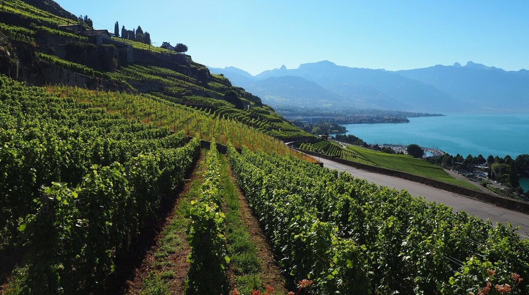 View of vineyards from Domaine du Burignon
