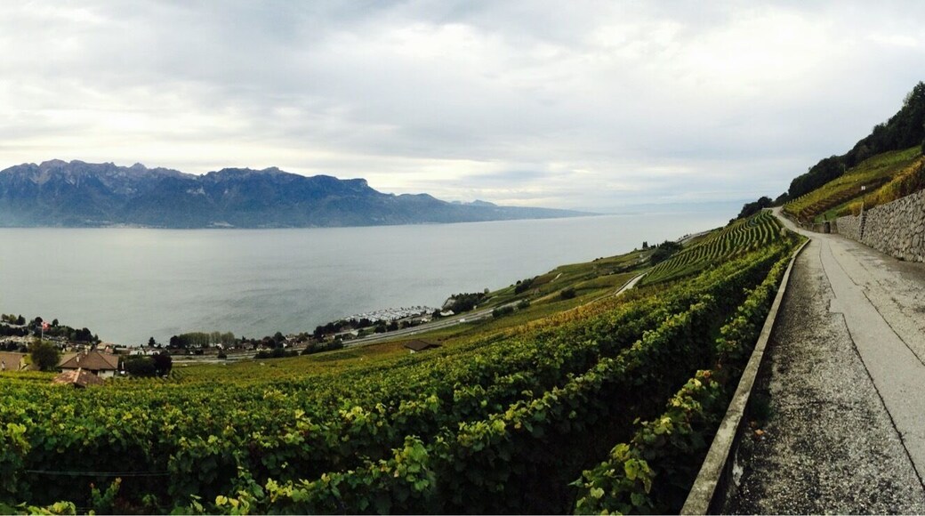 Alpes view from grapefruits garden