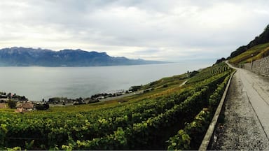 Alpes view from grapefruits garden