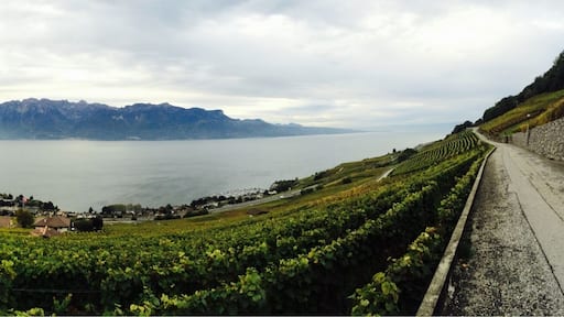 Alpes view from grapefruits garden