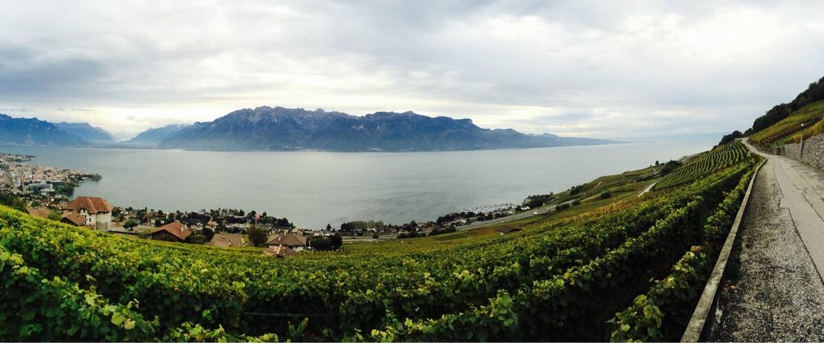 A vineyard with rows of grapevines, a stone wall, and a view of a lake and mountains in the background.