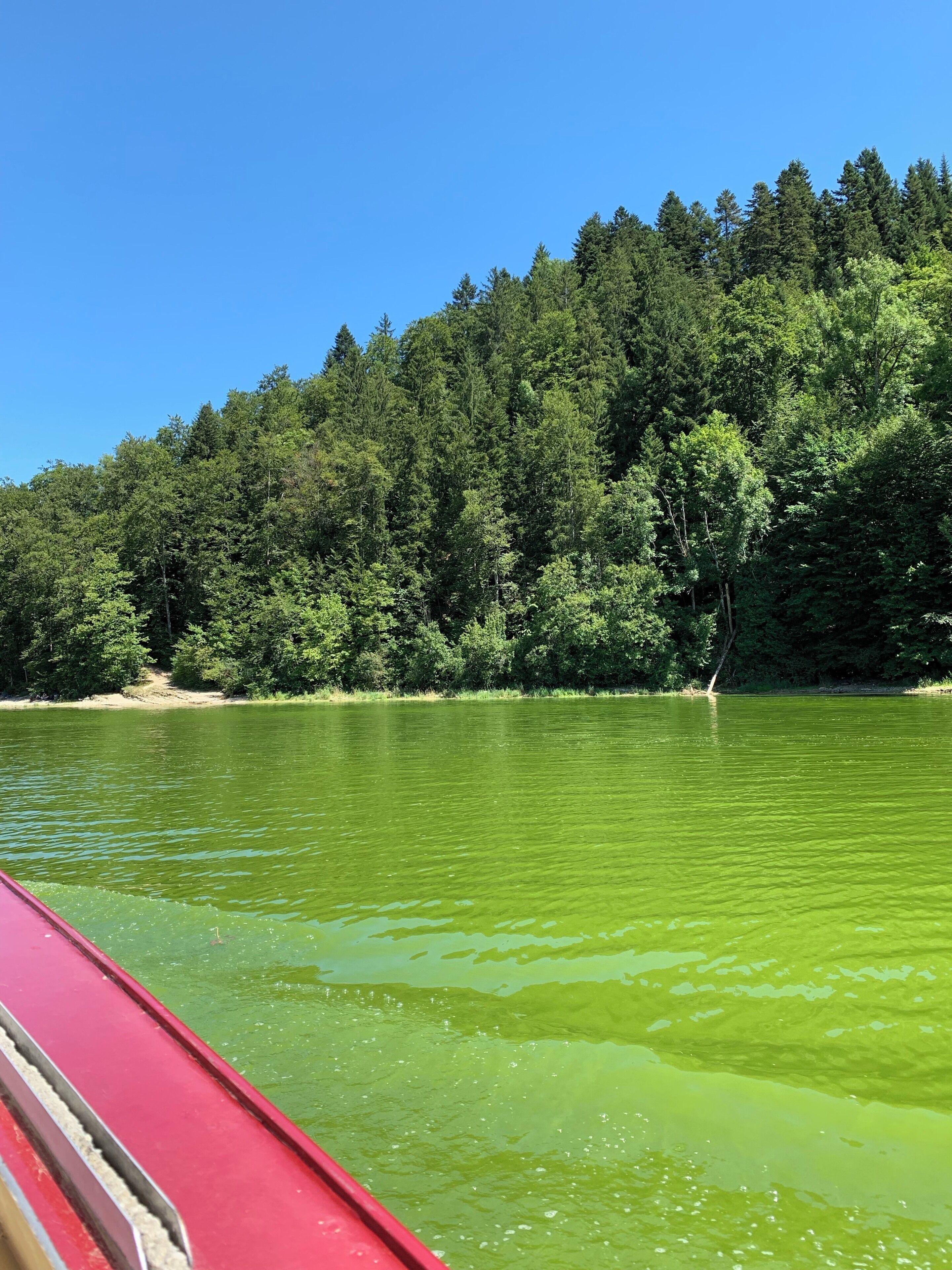 A river with greenish water, surrounded by dense forest and a clear blue sky.