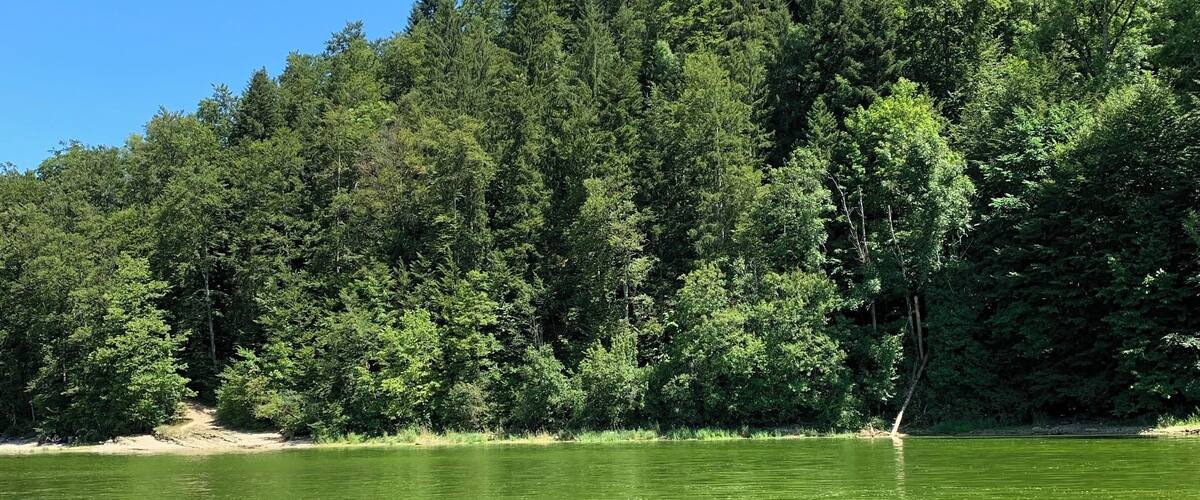 A river with greenish water, surrounded by dense forest and a clear blue sky.