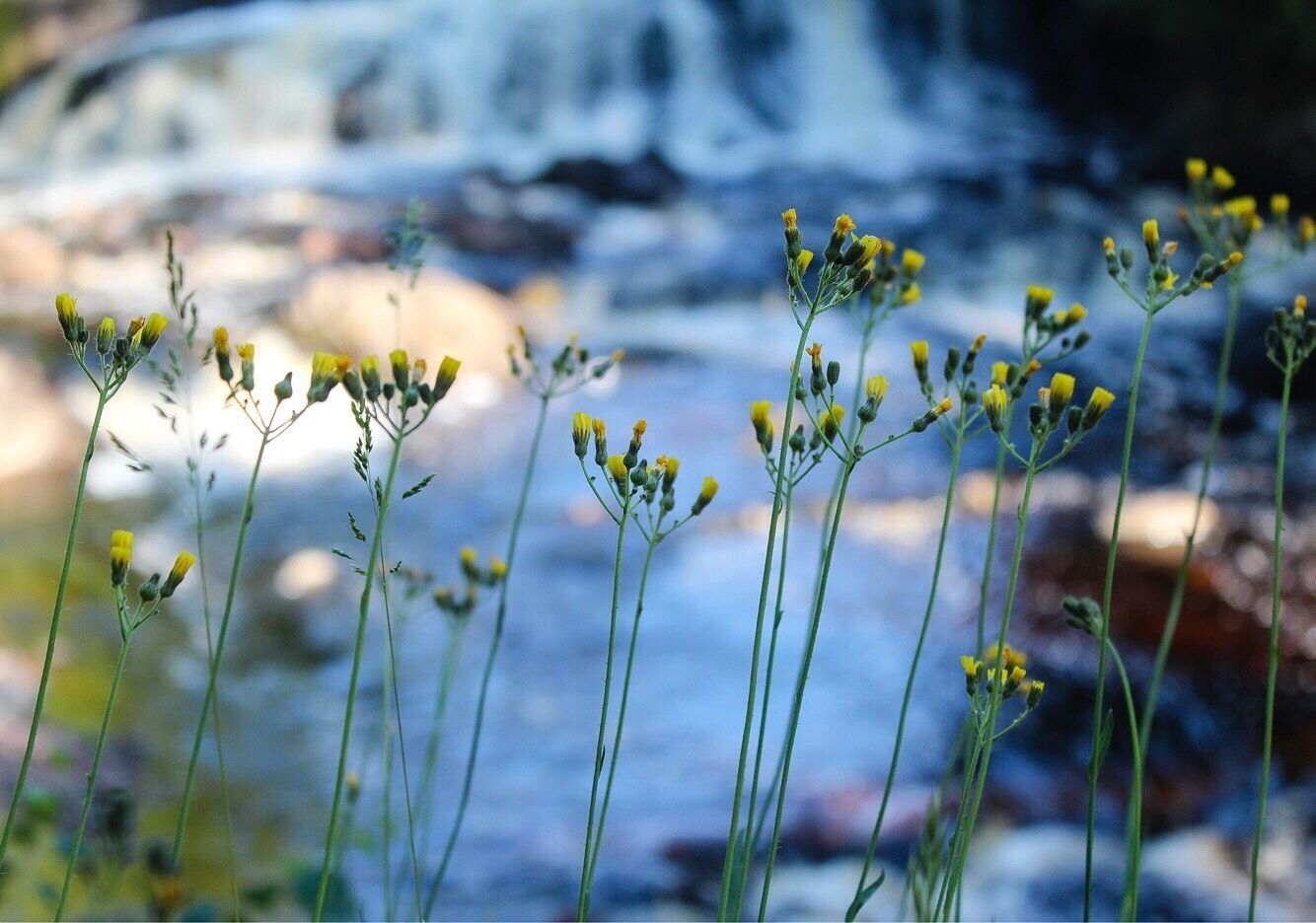 Falling for ya. 😉🌊