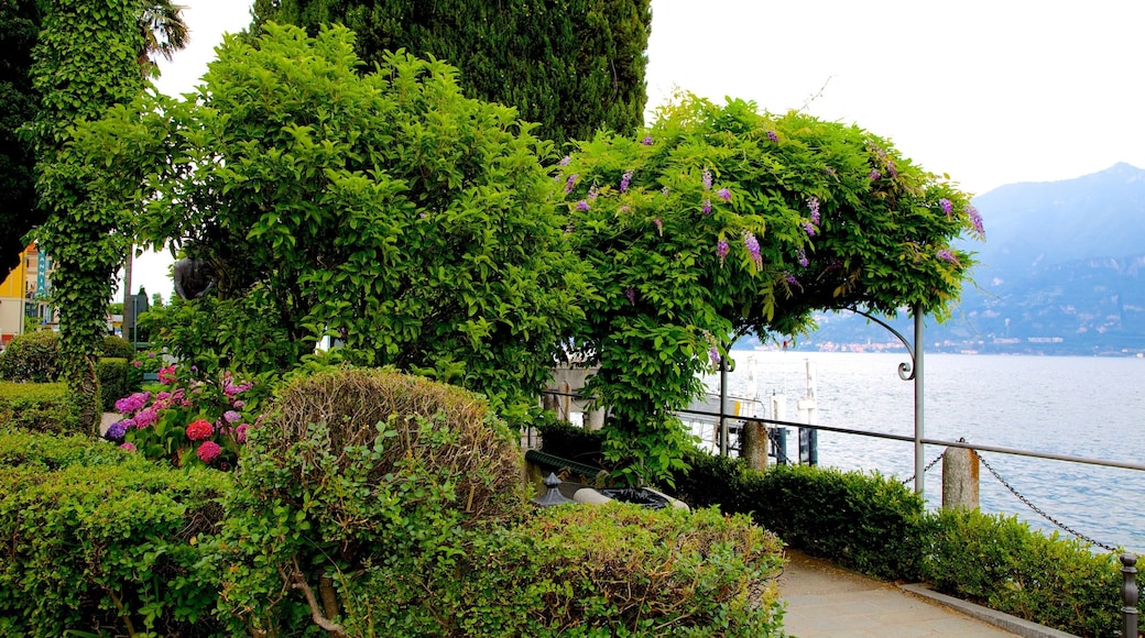 Cadenabbia showing a garden