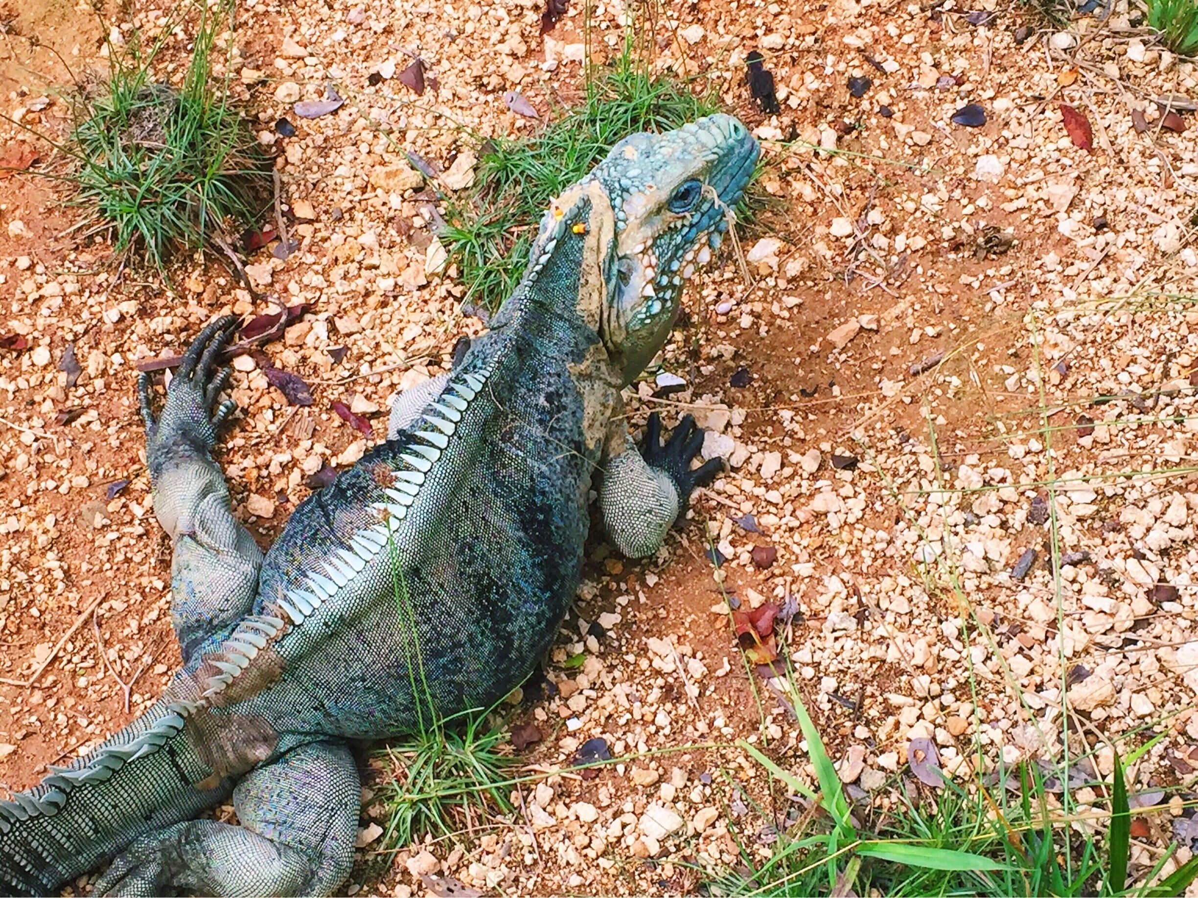 Blue Iguana Recovery Program tour. Witness these endangered endemic blue iguanas on Grand Cayman Island within the Queen Elizabeth II Botanic Park.
More on www.ajauntwithjoy.com