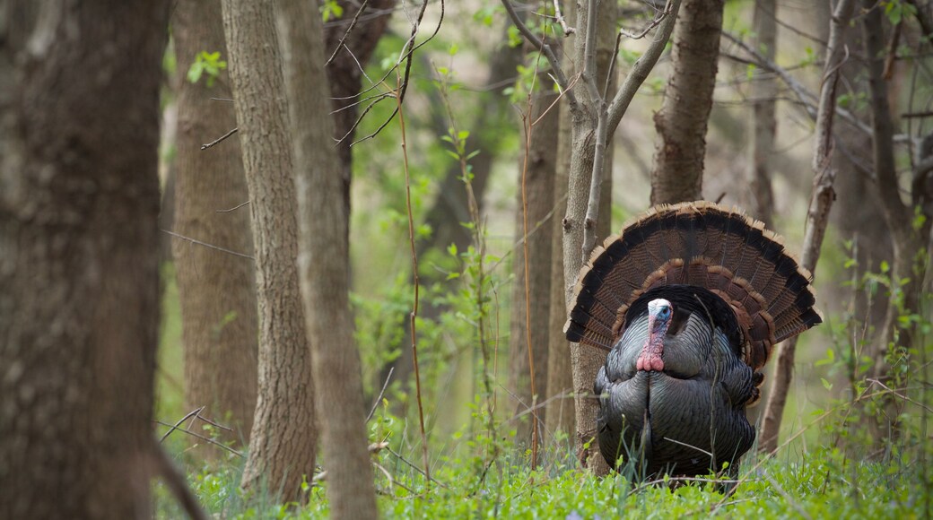 Wild Turkey - a mature Tom struts in eastern deciduous hardwood woodland habitat