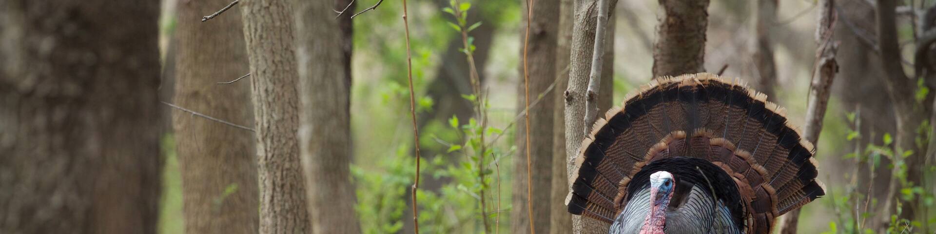 Wild Turkey - a mature Tom struts in eastern deciduous hardwood woodland habitat