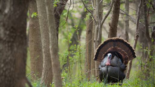 Wild Turkey - a mature Tom struts in eastern deciduous hardwood woodland habitat