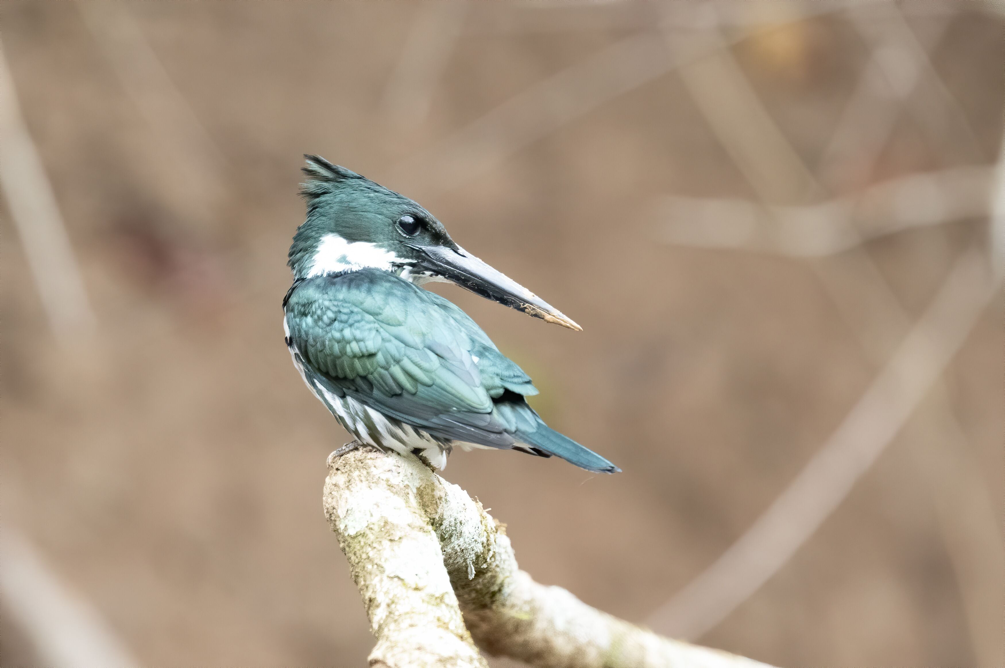 Belted Kingfisher Portrait in Pennsylvania