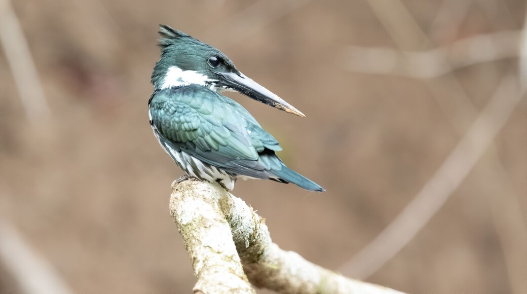 Belted Kingfisher Portrait in Pennsylvania